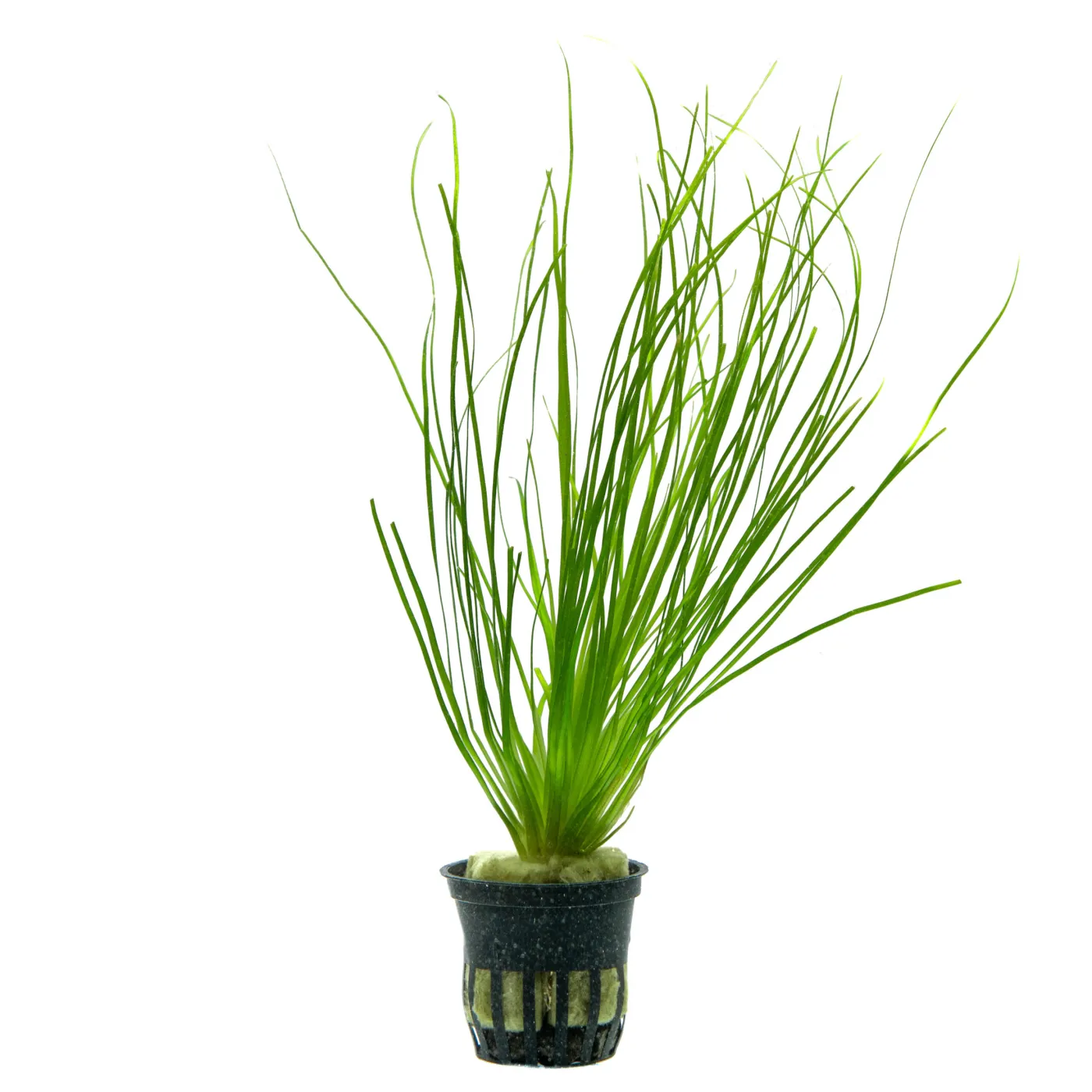 Eriocaulon sp. "Malayattoor"