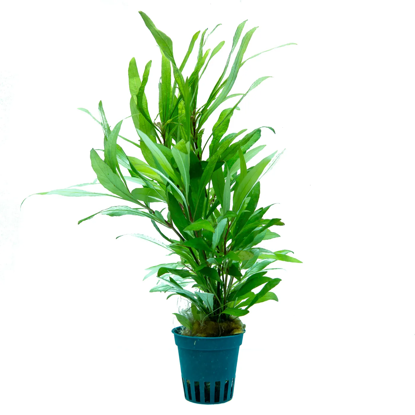 Hygrophila corymbosa 'Thailand'
