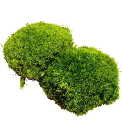 Leucobryum sp. / Weißmoos
