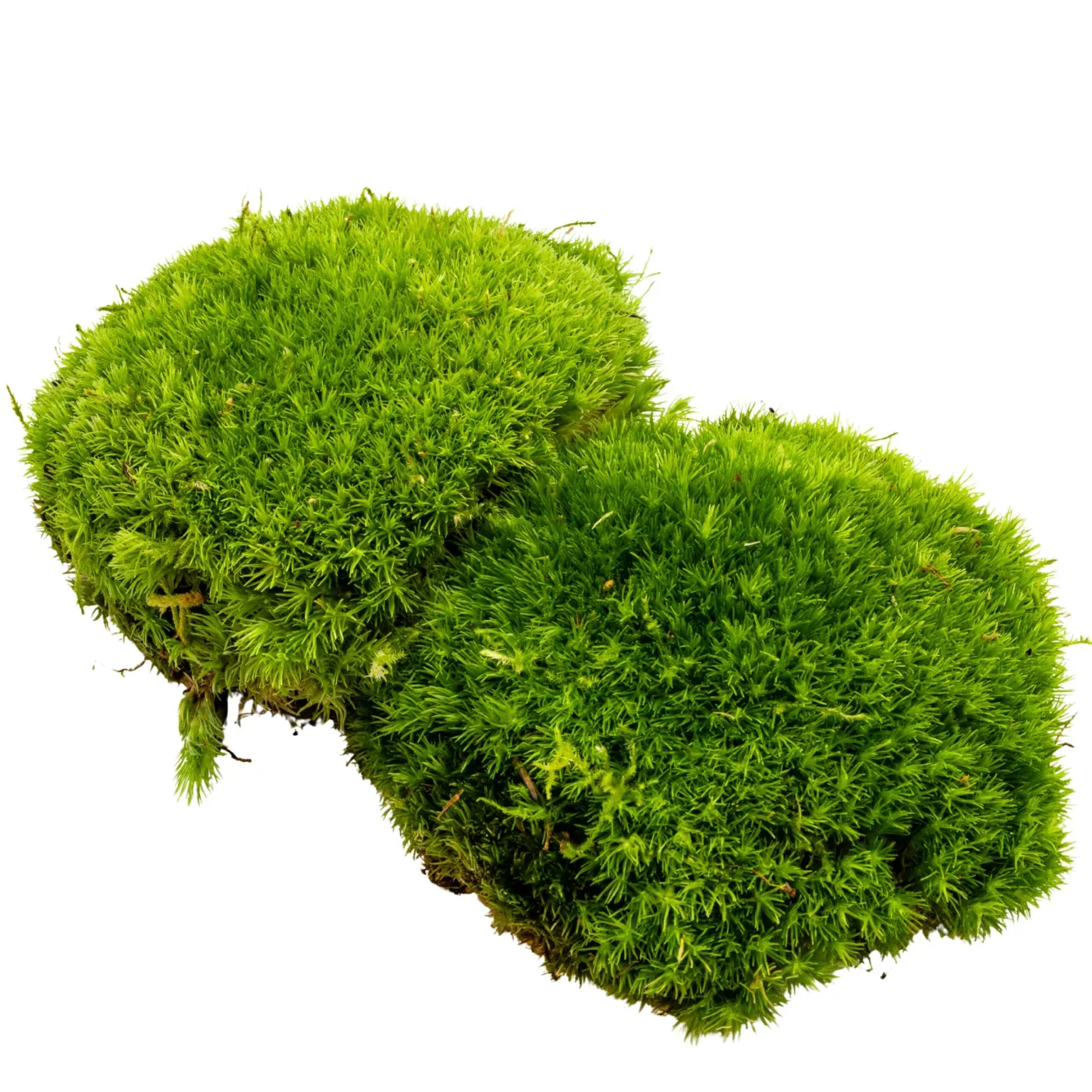 Leucobryum sp. / Weißmoos