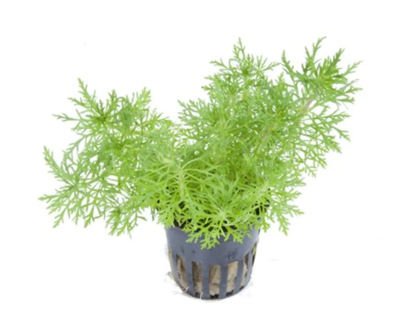 Limnophila aquatica 1-2-Grow! - Tropica 046 TC - In Vitro