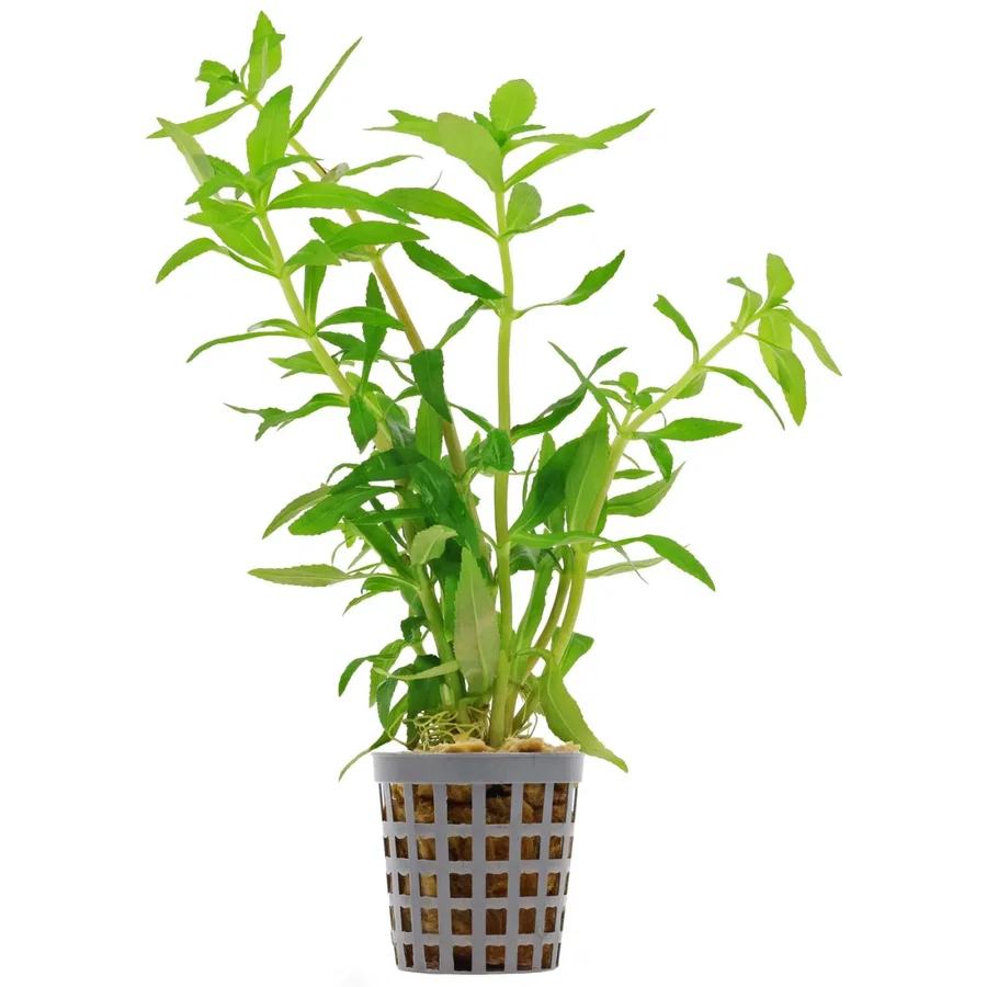 Limnophila aromatica "Mini"