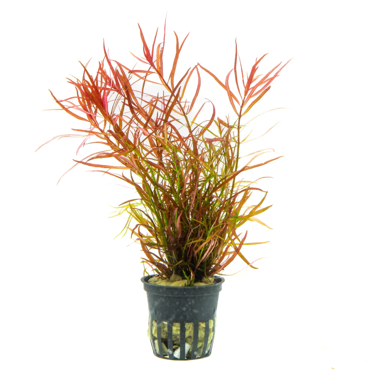 Ludwigia arcuata