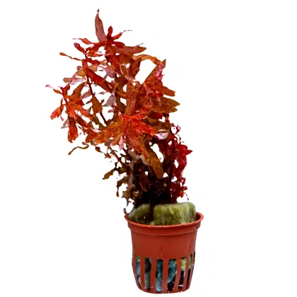 Ludwigia inclinata red