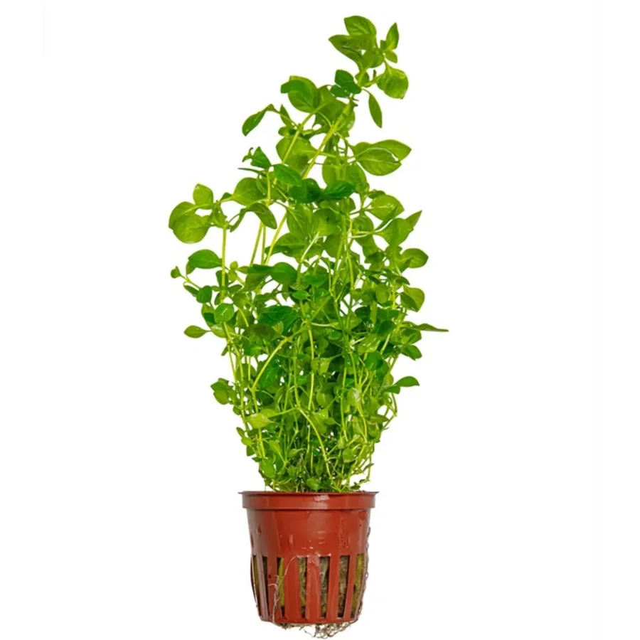 Ludwigia palustris "Green"