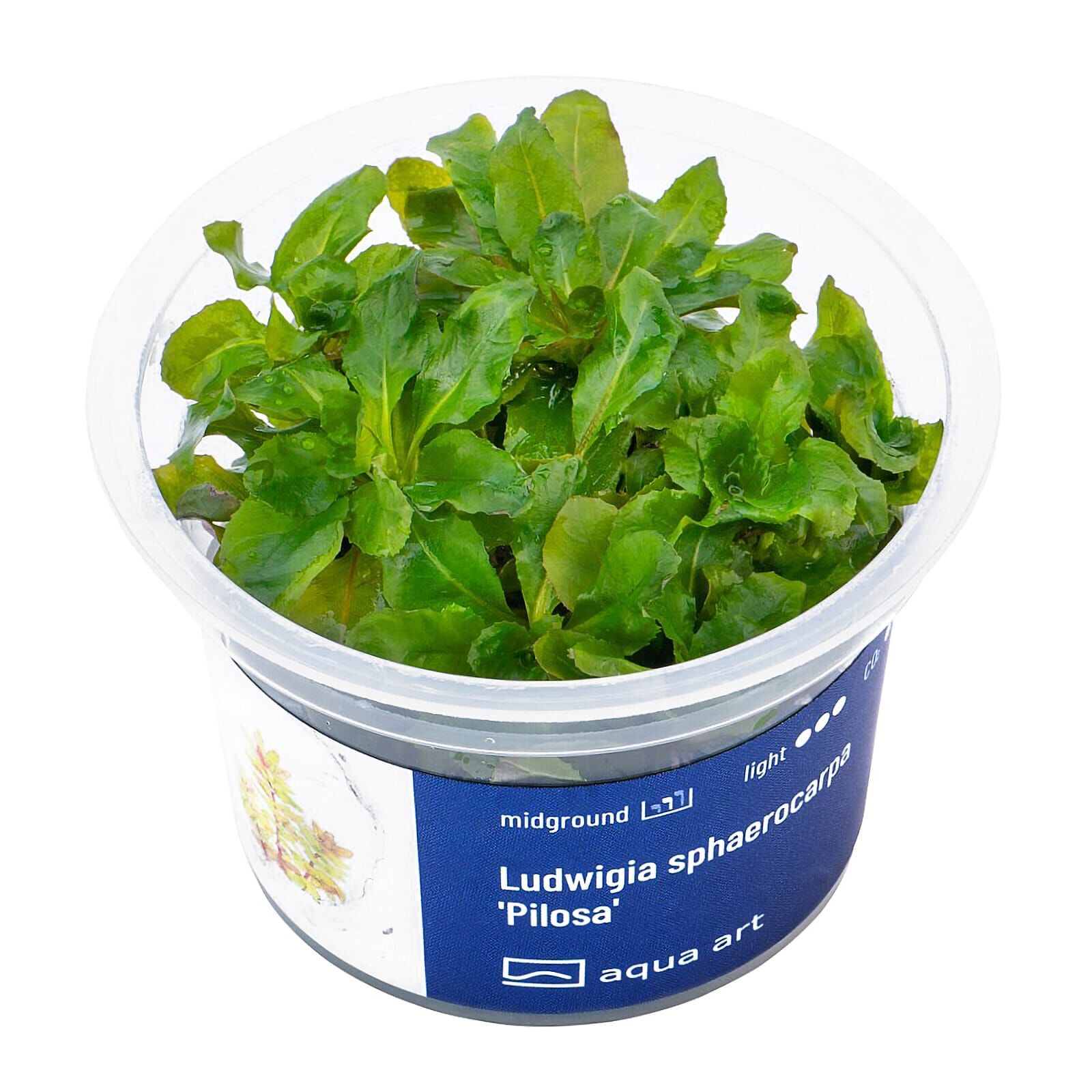 Ludwigia sphaerocarpa