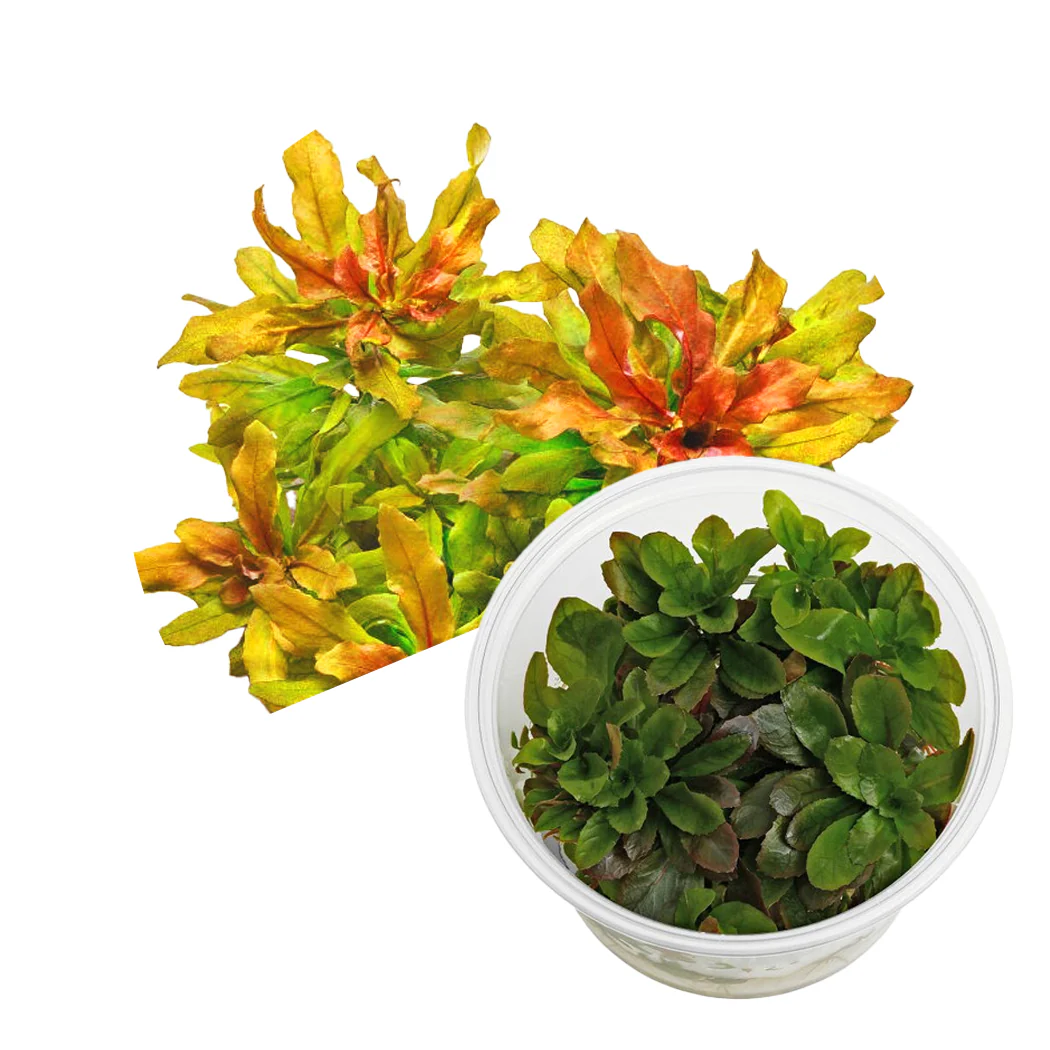 Ludwigia sphaerocarpa 'Pilosa'