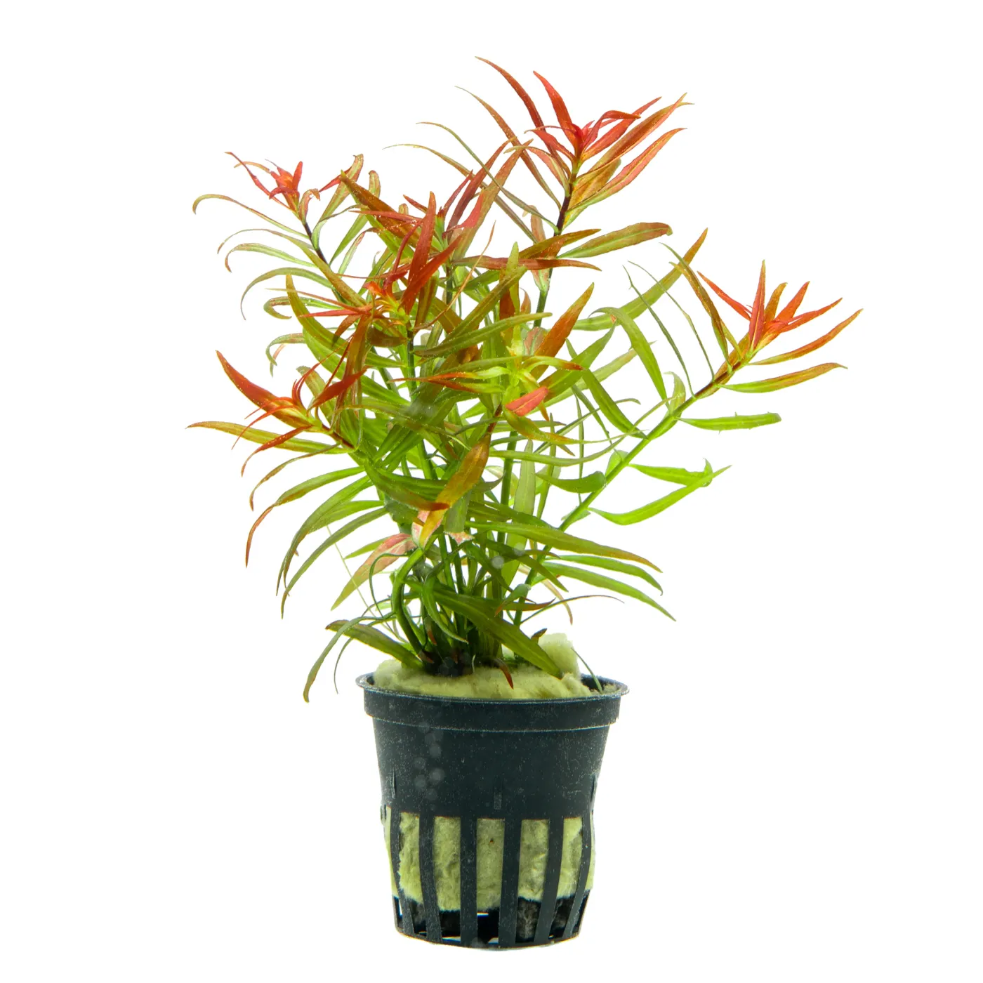 Ludwigia x 'lacustris'