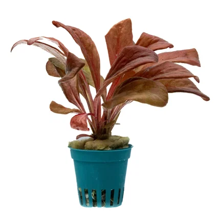 Lysimachia parvifolia / "Samolus red"