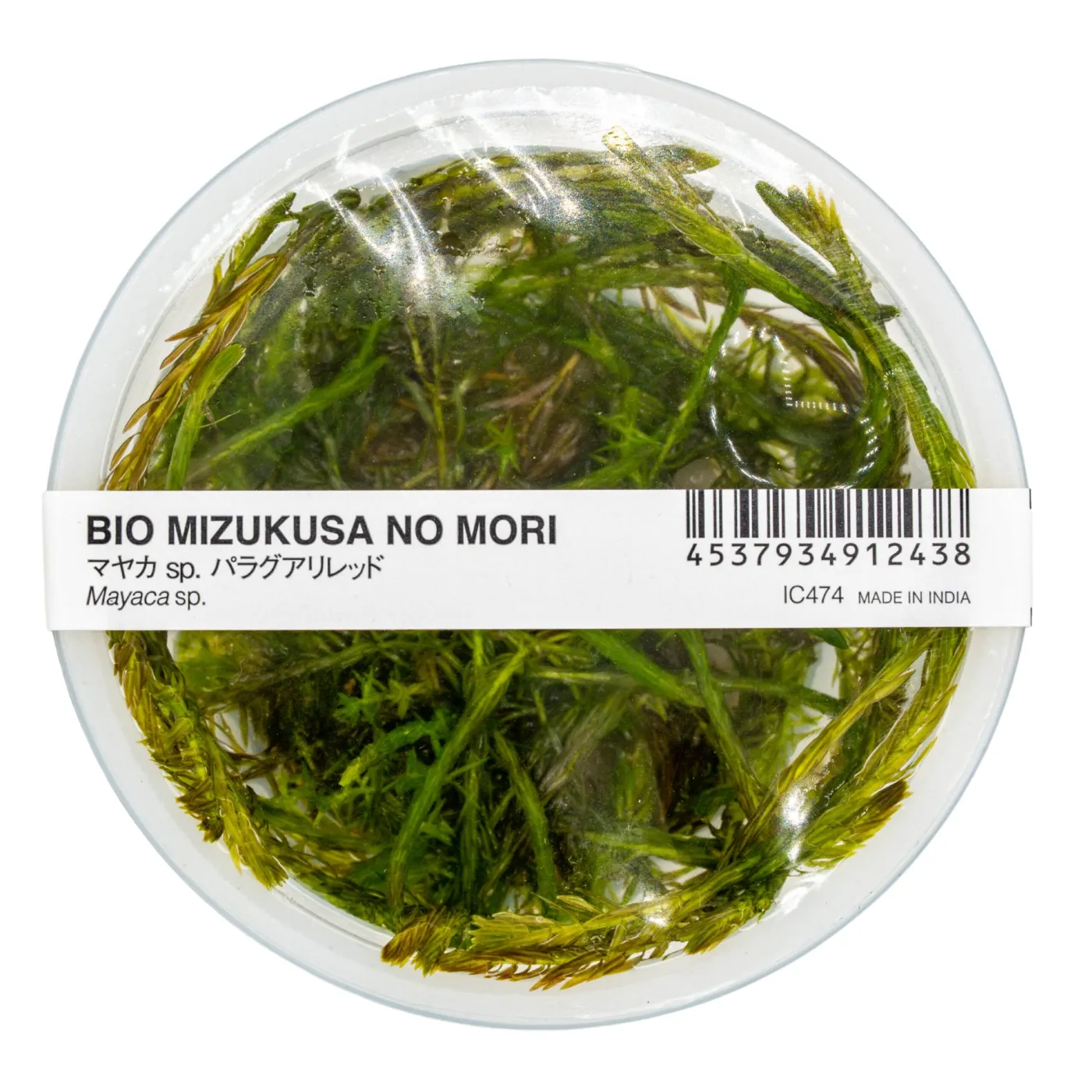 Mayaca fluviatilis 'Paraguay'