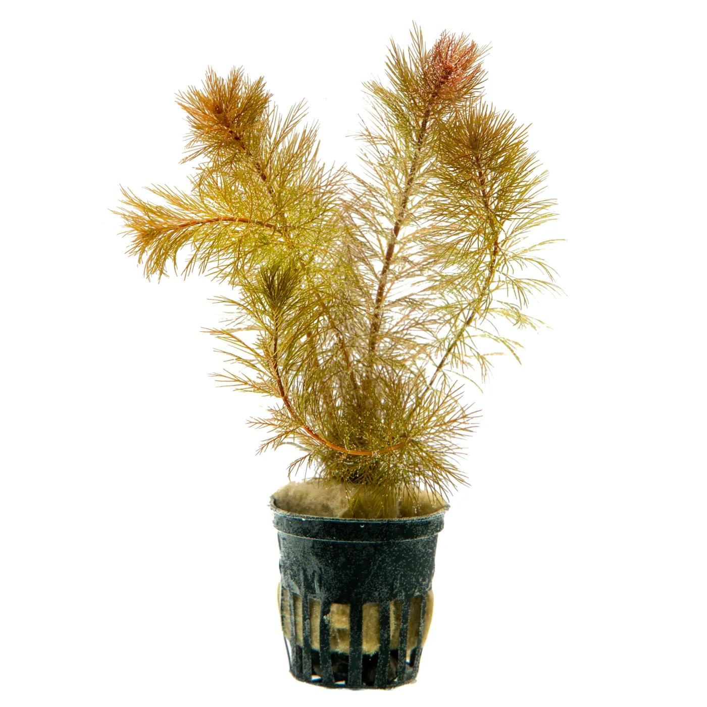 Myriophyllum sp. 'Roraima'
