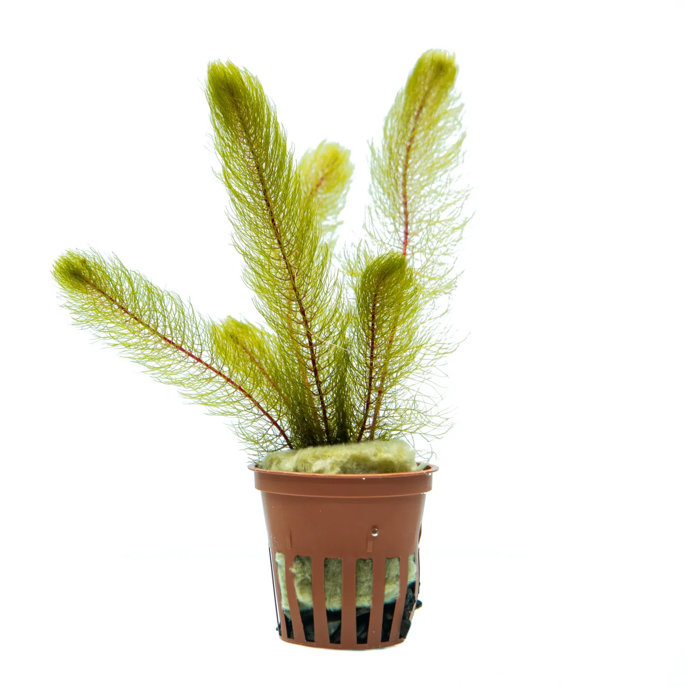 Myriophyllum pinnatum