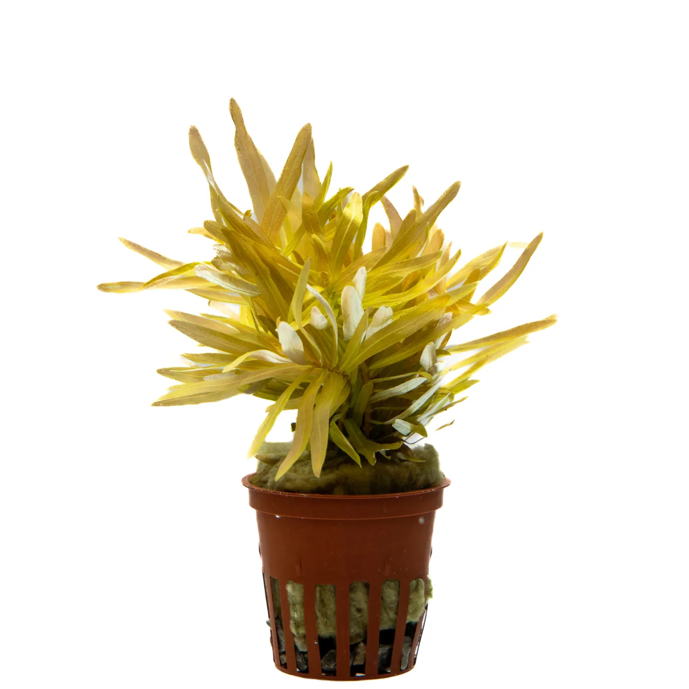 Nesea sp. 'Gold'