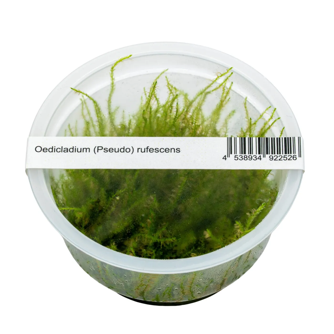 Oedicladium pseudo-rufescens