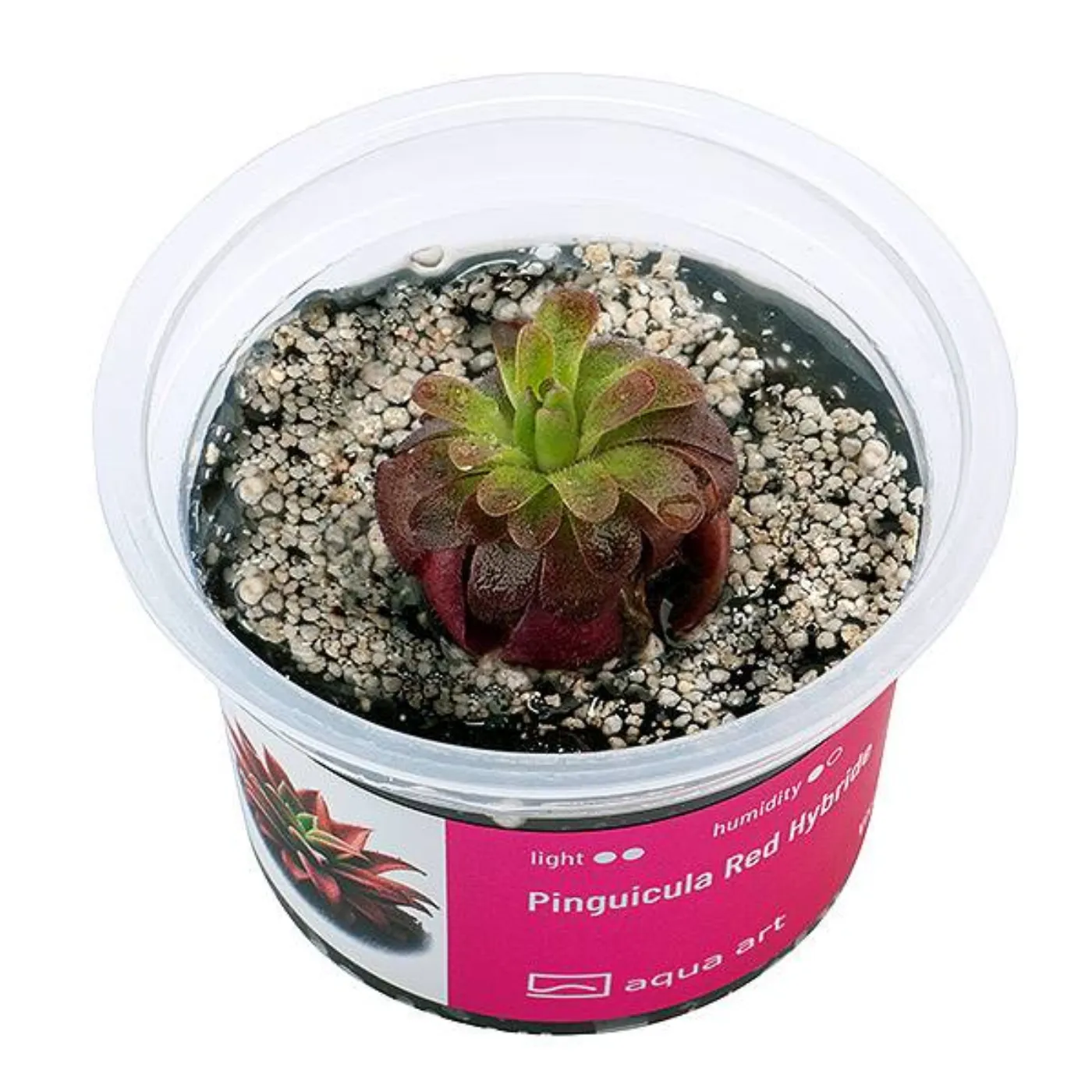 Pinguicula 'Red Hybrid' / Fettkraut sp. 'Red Hybrid'