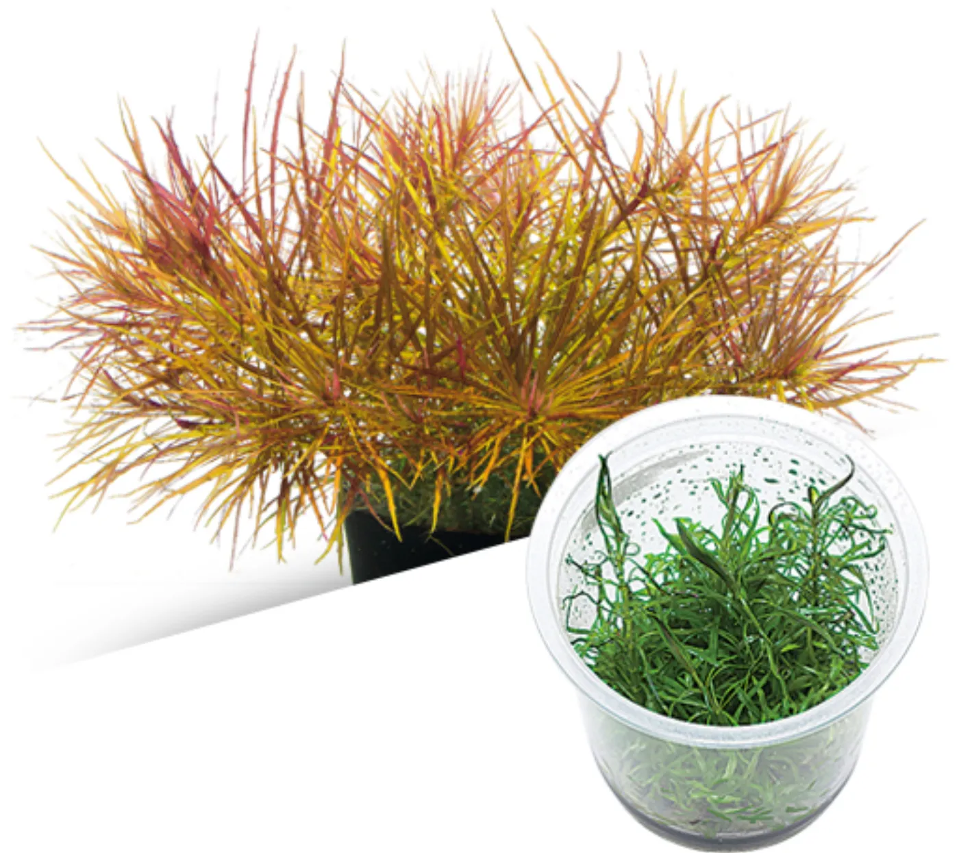 Pogostemon stellatus "Dassen"