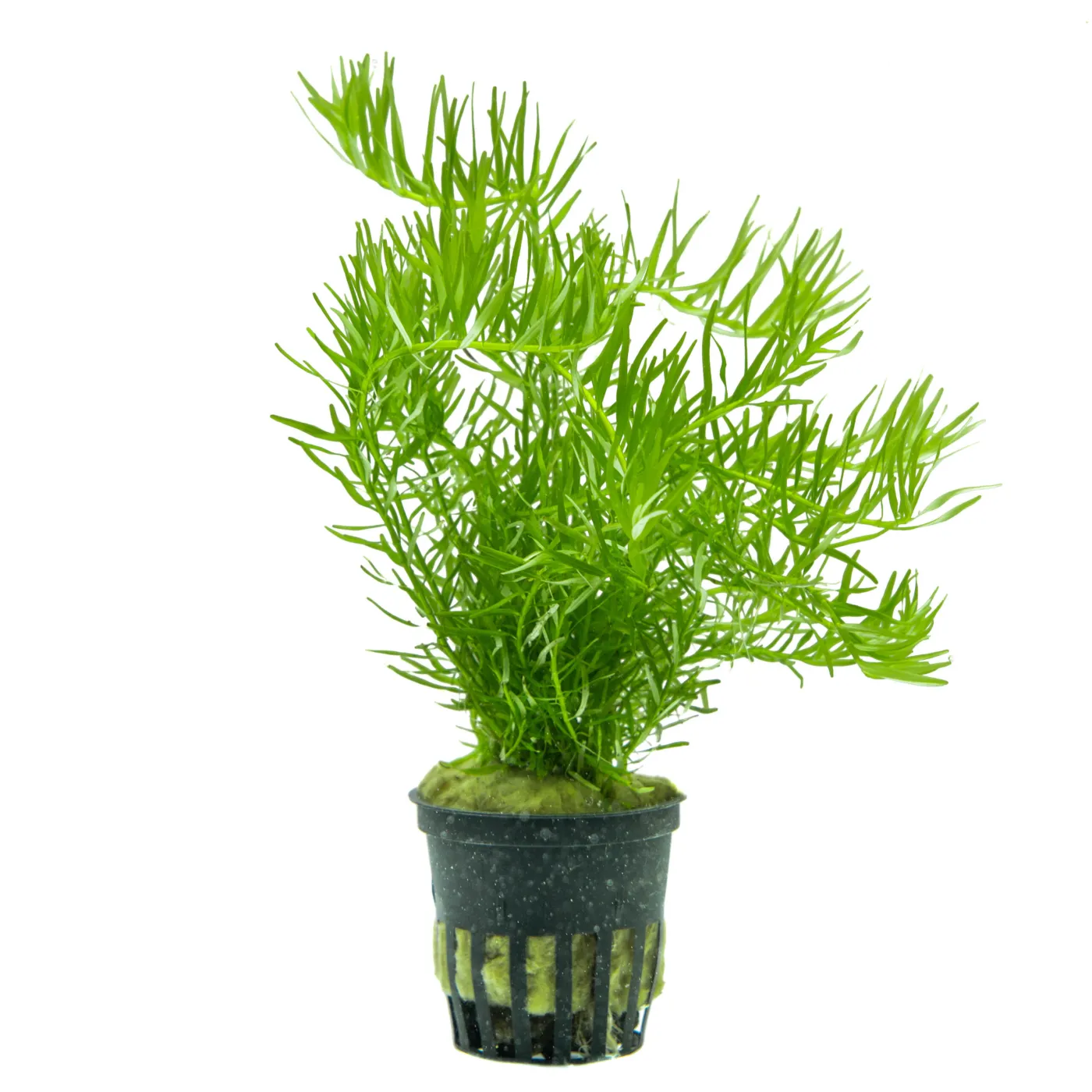 Rotala sp."Green"