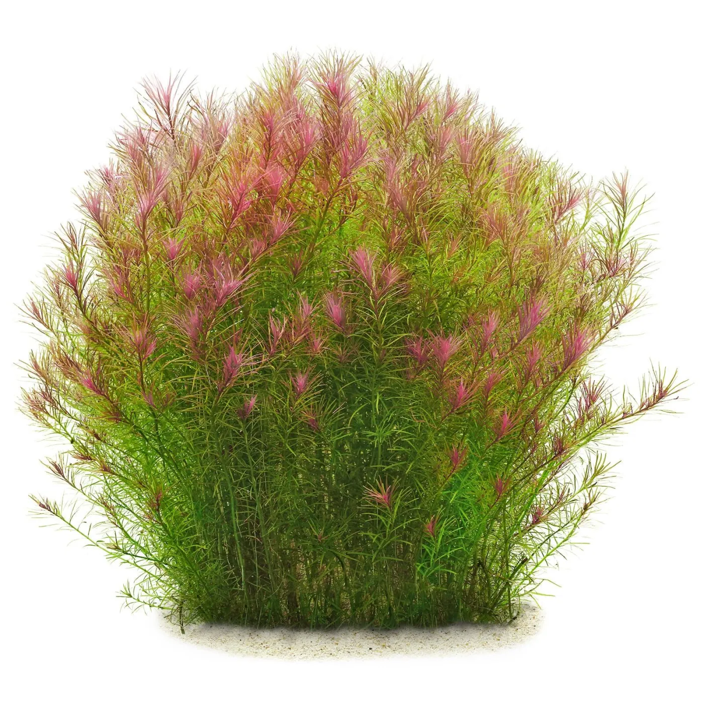 Rotala wallichii "Long Leaf"