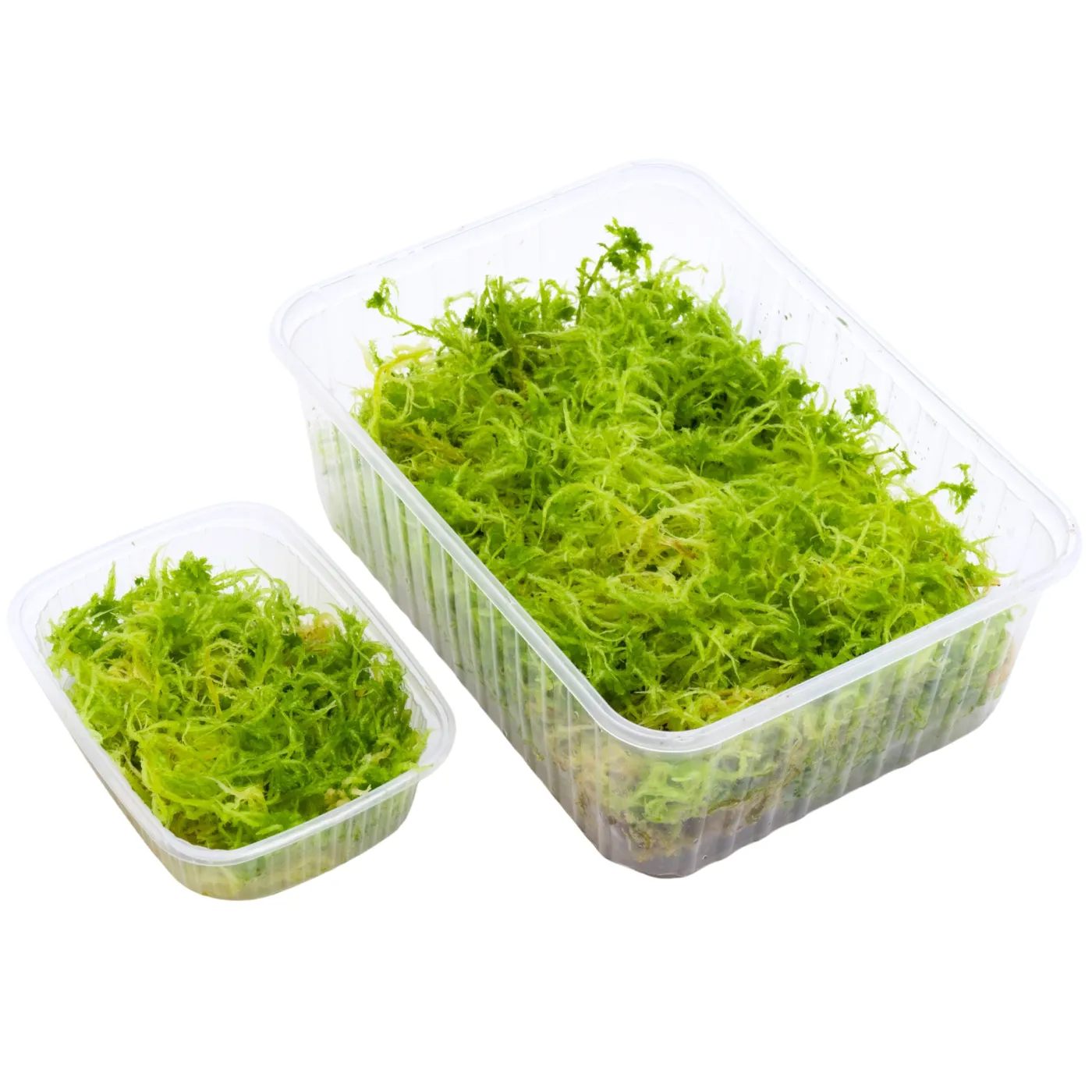 Sphagnum sp. / Sphagnum Moos
