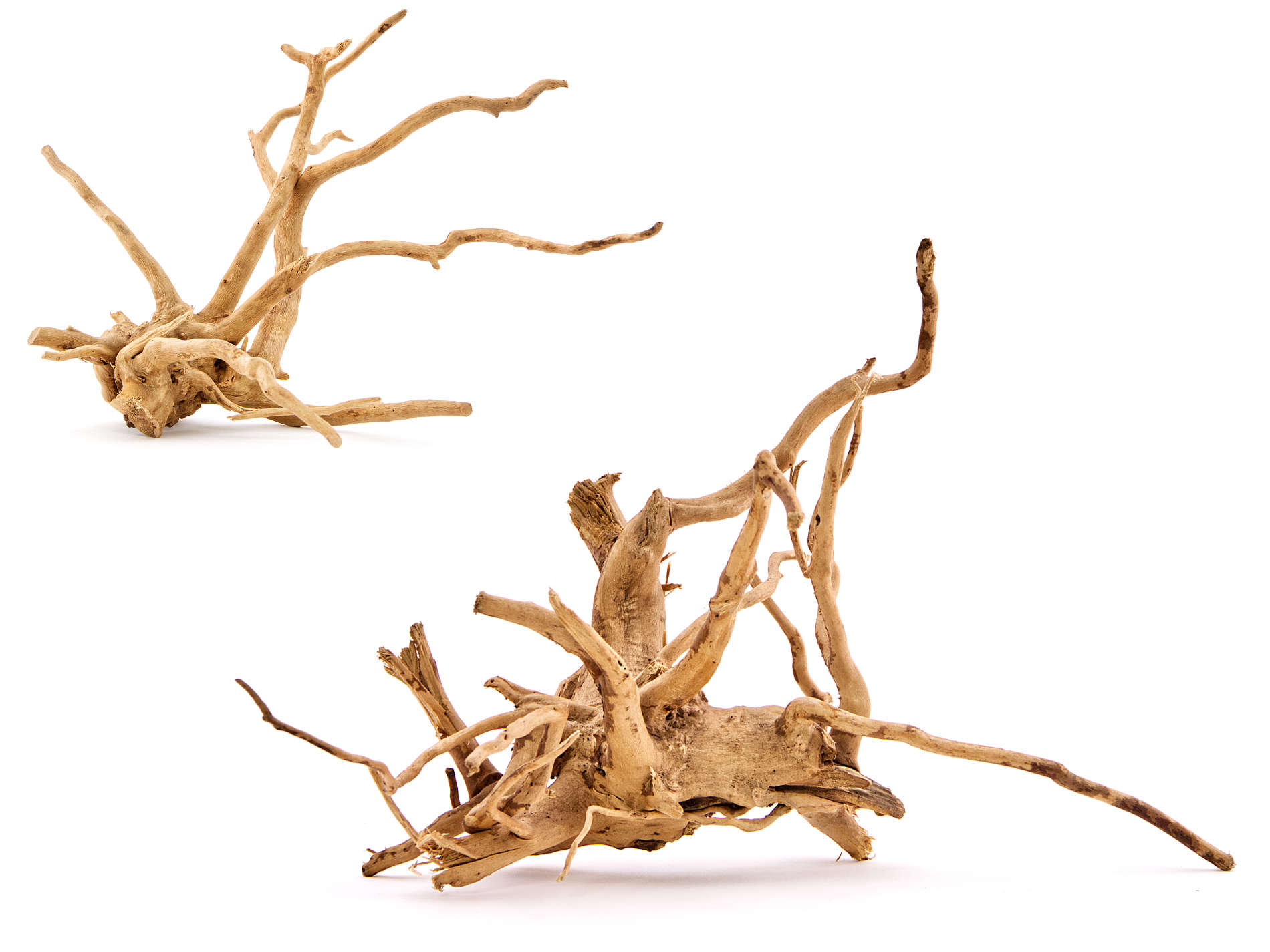 Spiderwood
