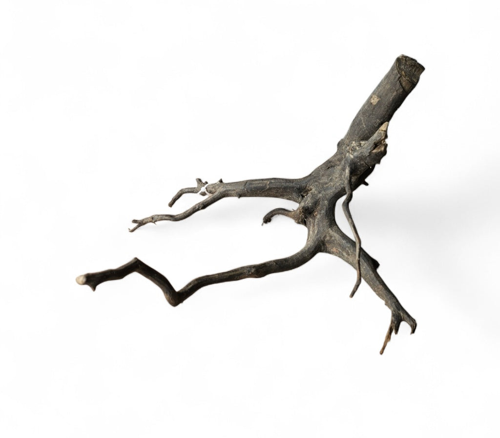 Black Root M Nr.317