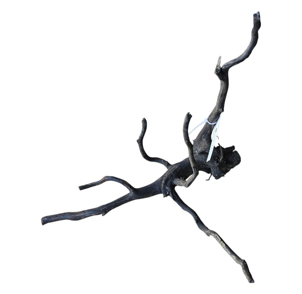 Black Root M Nr.279