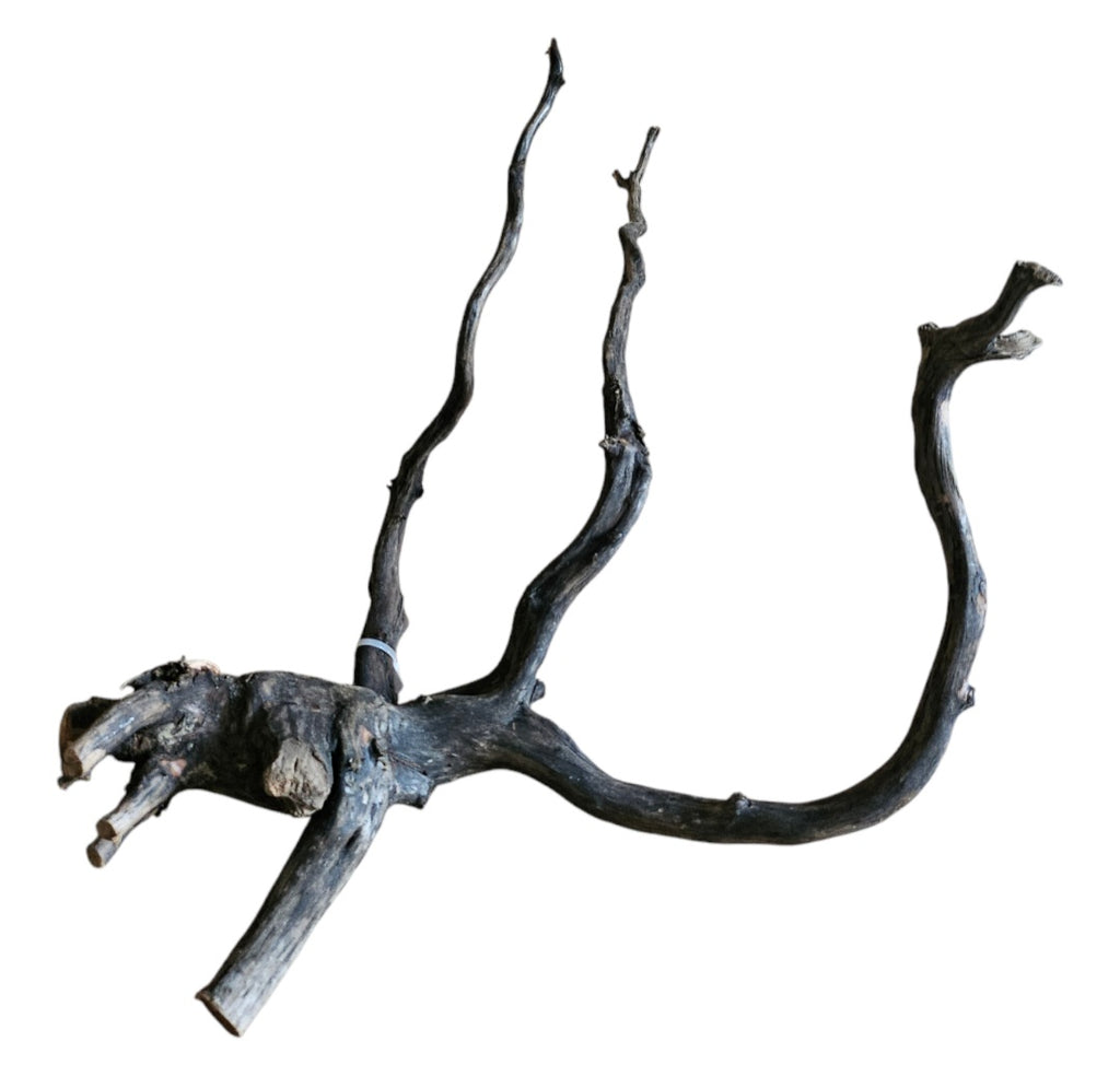 Black Root M Nr.283