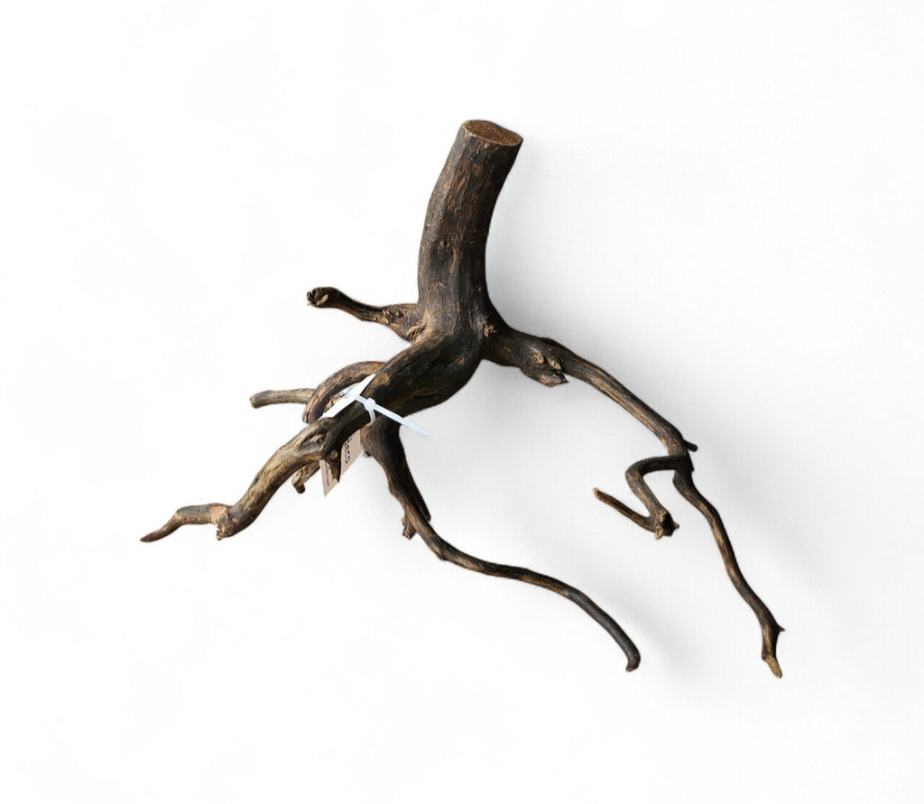 Black Root Nr.457