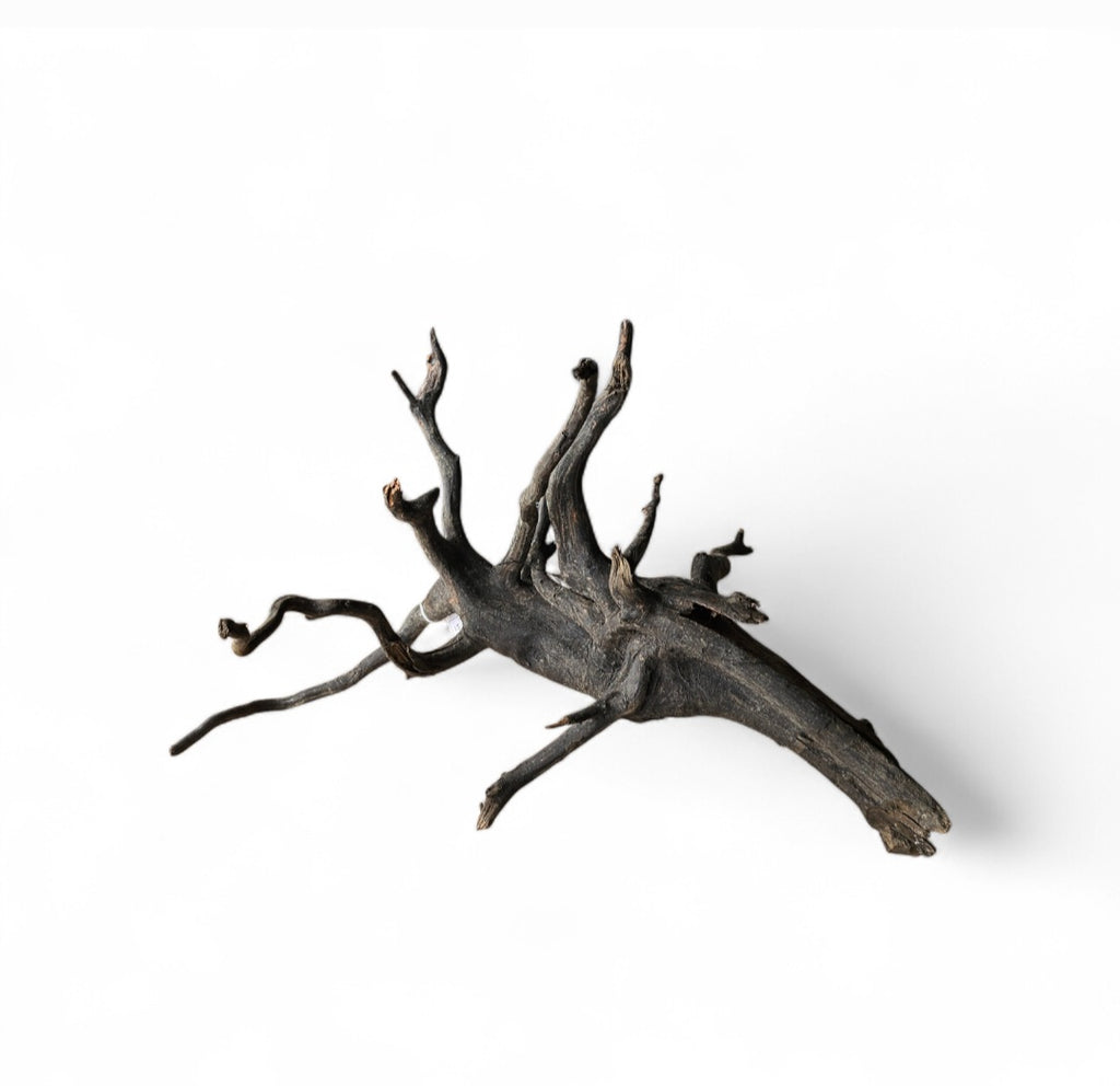 Black Root M Nr.288