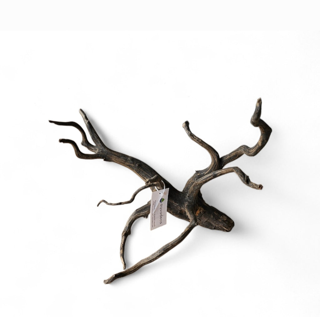 Black Root M Nr.426