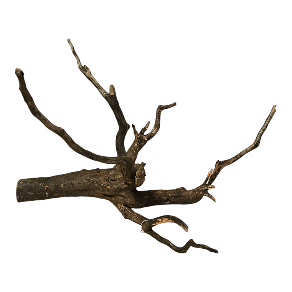 Black Root L Nr.427