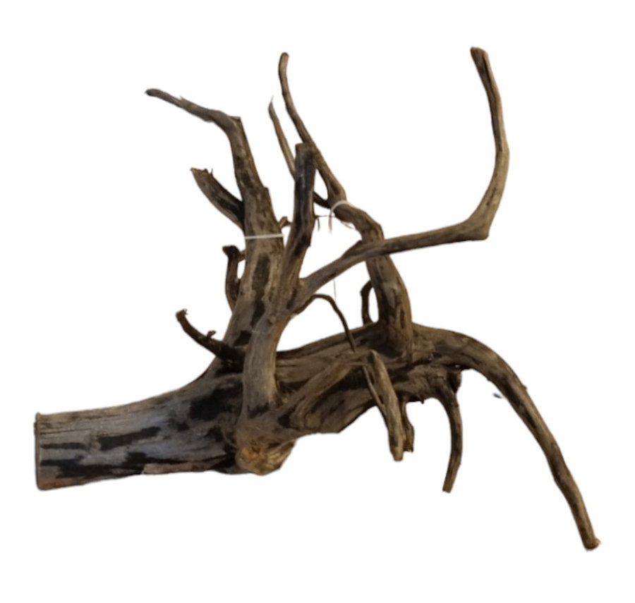 Black Root M Nr.428
