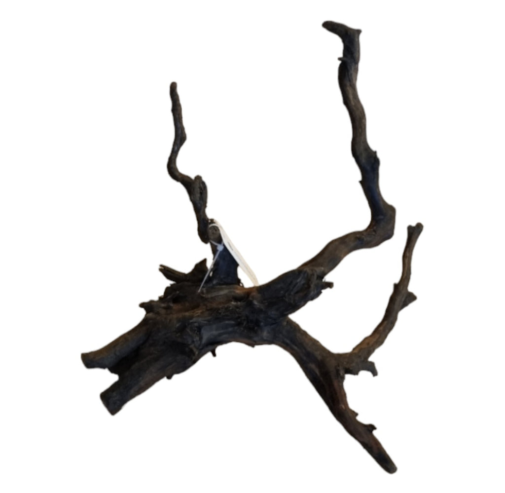 Black Root M Nr.429