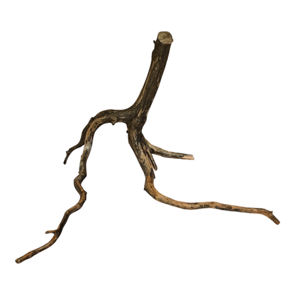 Black Root S Nr.101