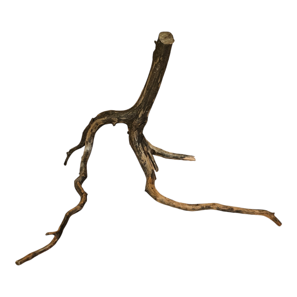 Black Root S Nr.101