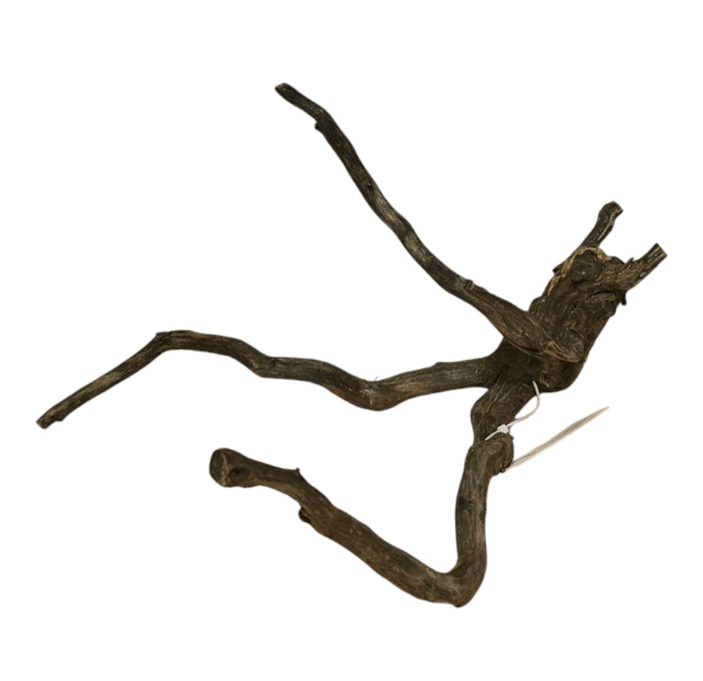 Black Root S Nr.772