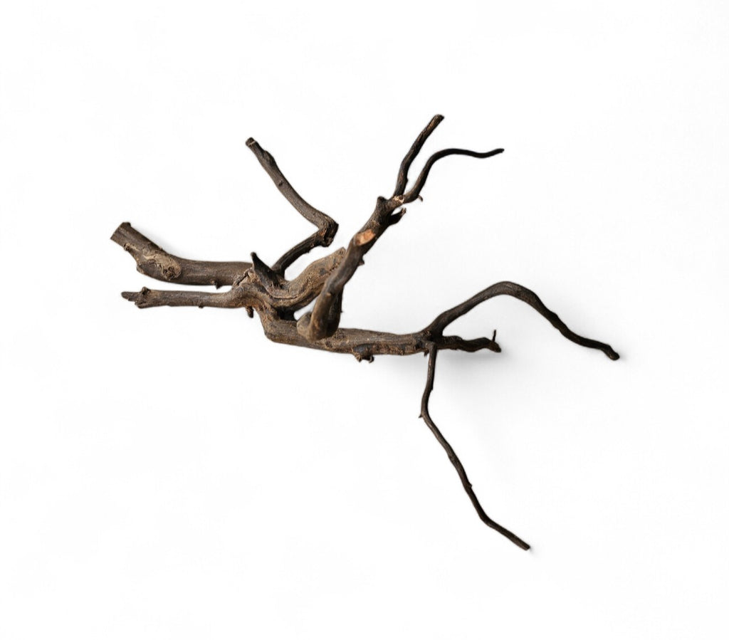 Black Root Nr.463