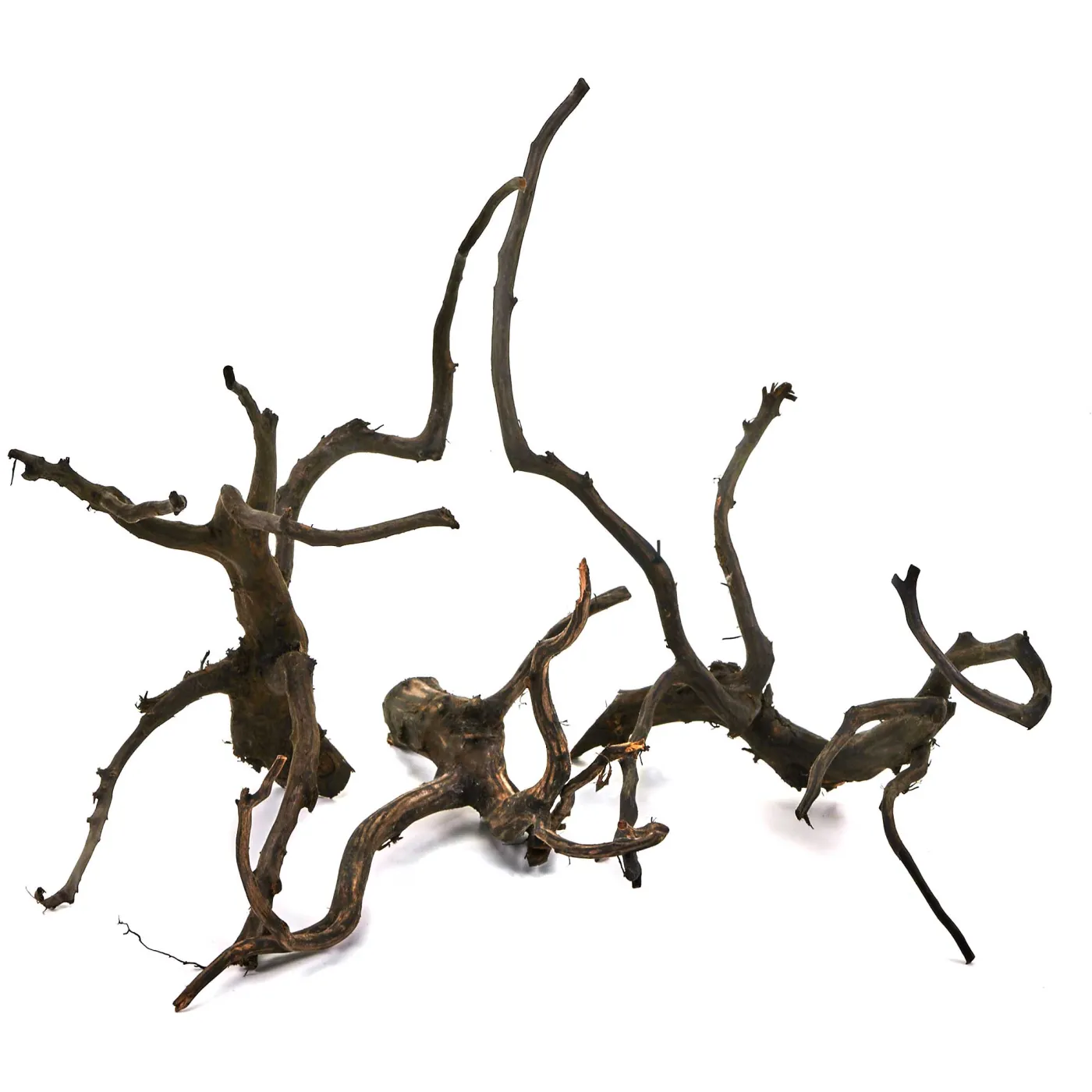 Black Root - Set - M