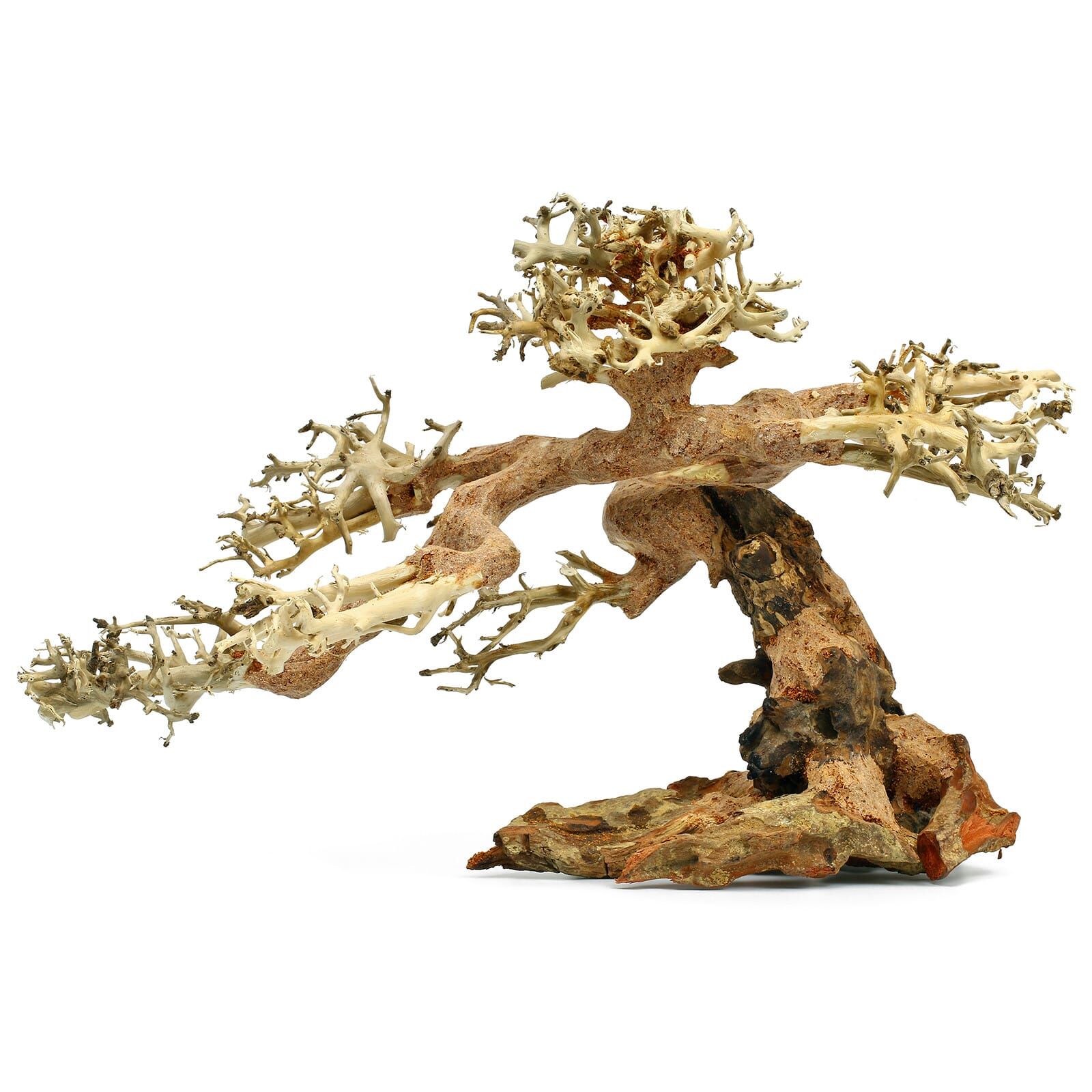 Claw - Bonsai - XS
