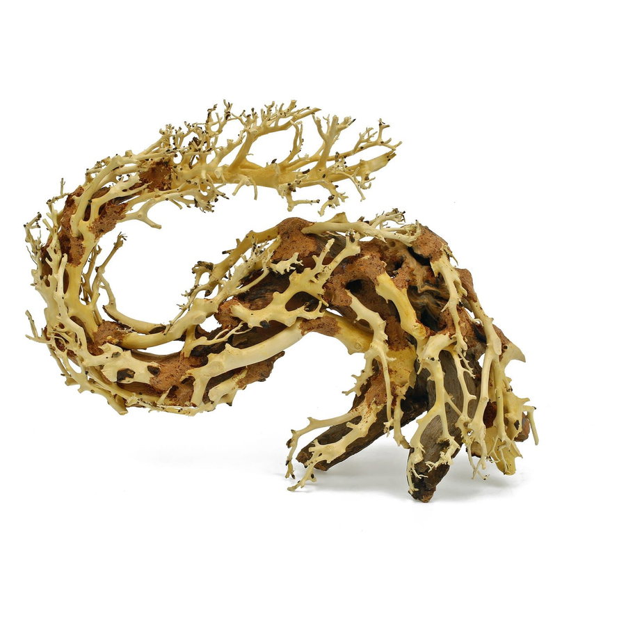 Drachen-Bonsai - S