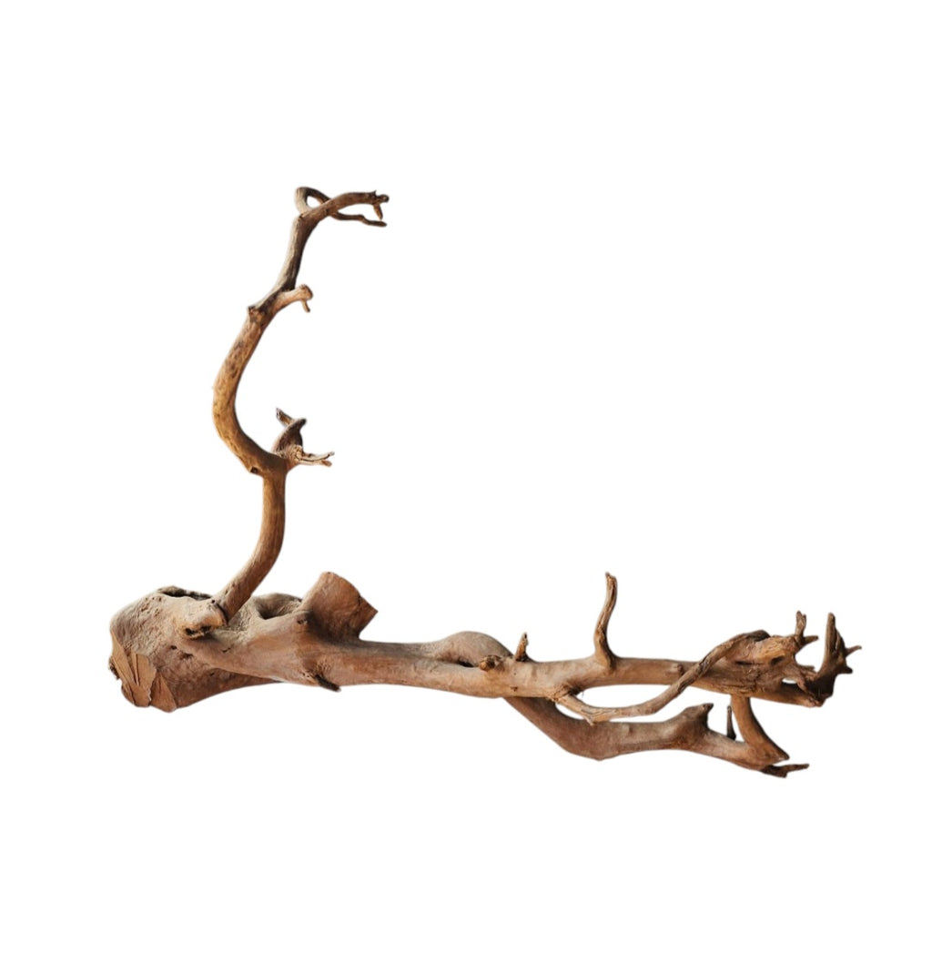 Dunkle Moorwurzel 40-55 cm Nr. 400