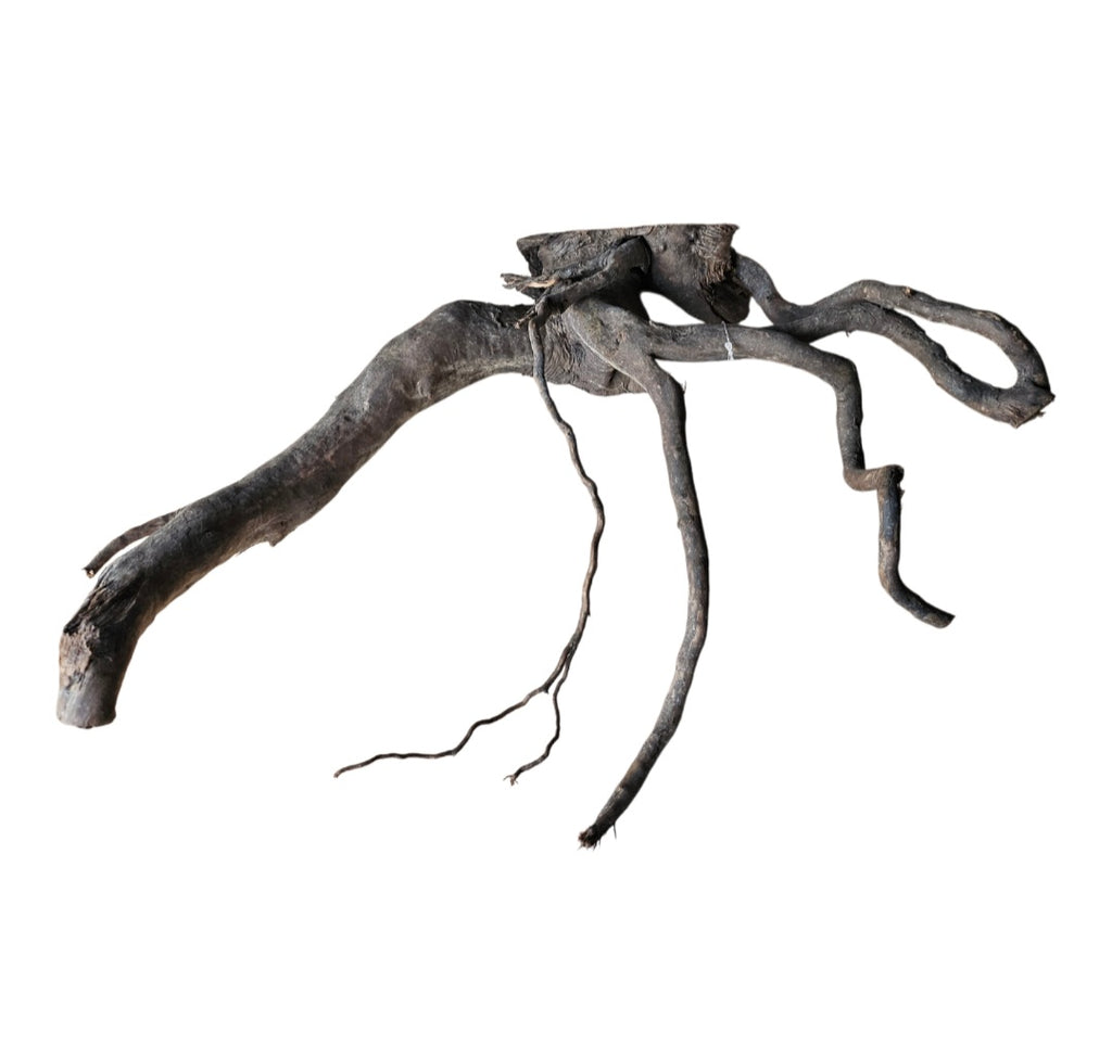 Dunkle Moorwurzel 40-55 cm Nr. 401