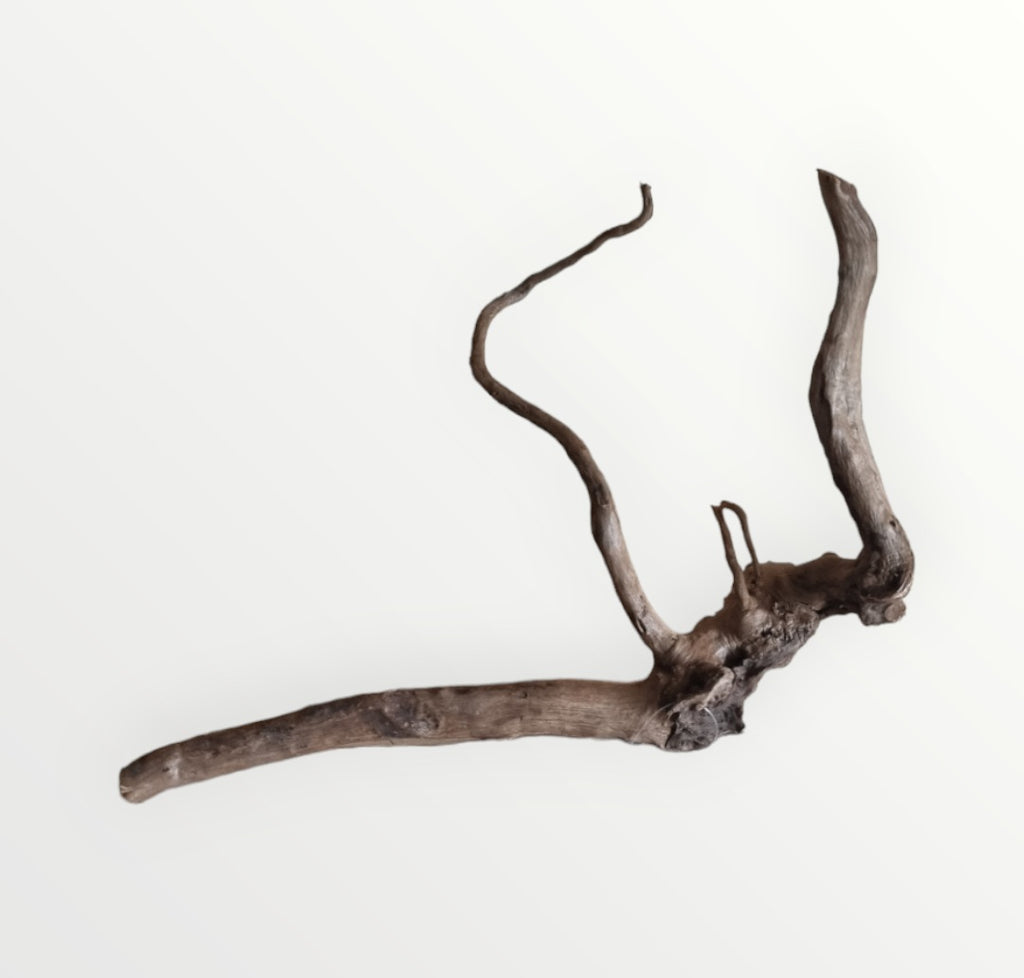 Dunkle Moorwurzel 30-40 cm Nr. 402