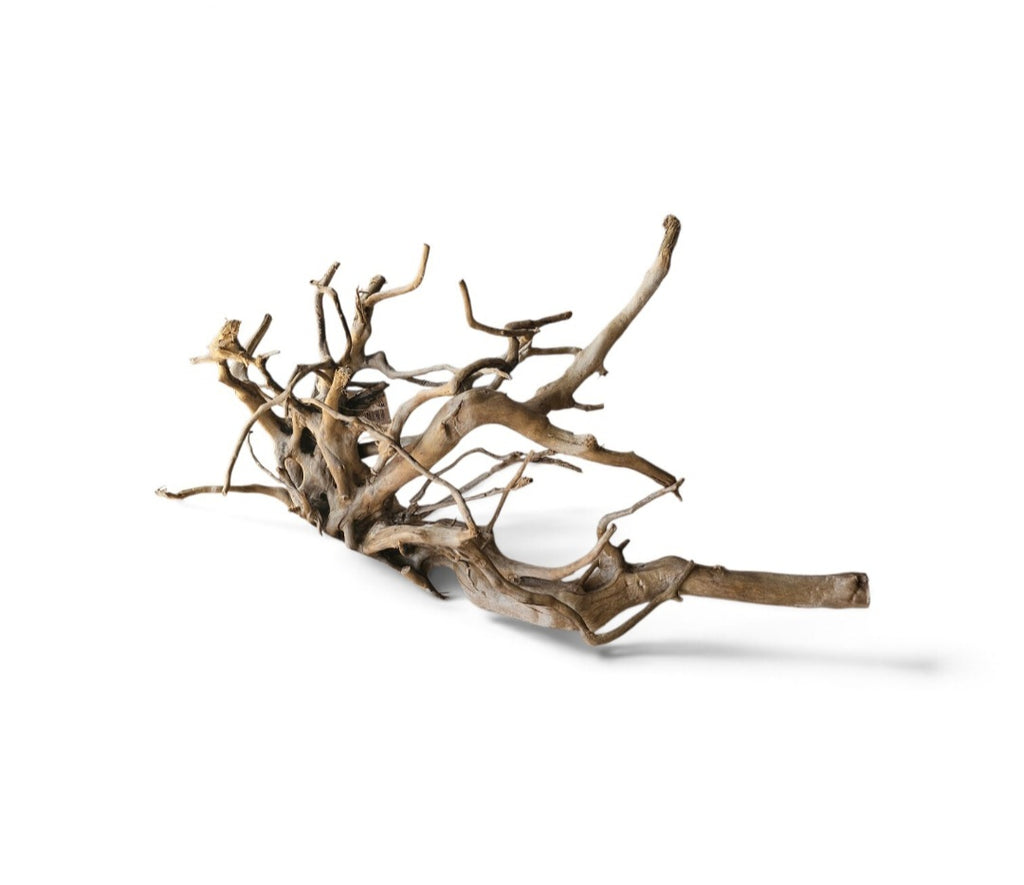 Dunkle Moorwurzel 30-40 cm Nr. 497