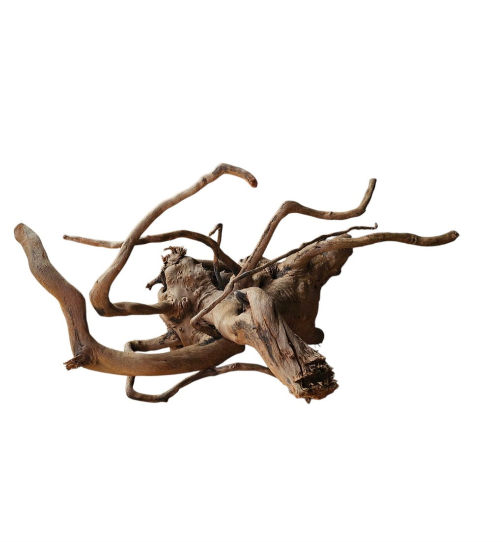 Dunkle Moorwurzel 40-55 cm Nr. 599