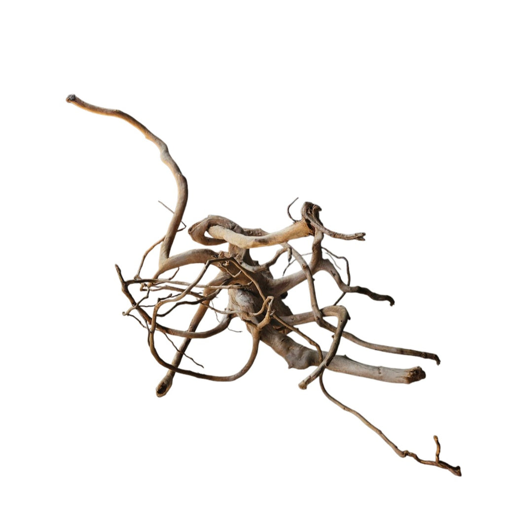 Dunkle Moorwurzel 40-55 cm Nr. 364