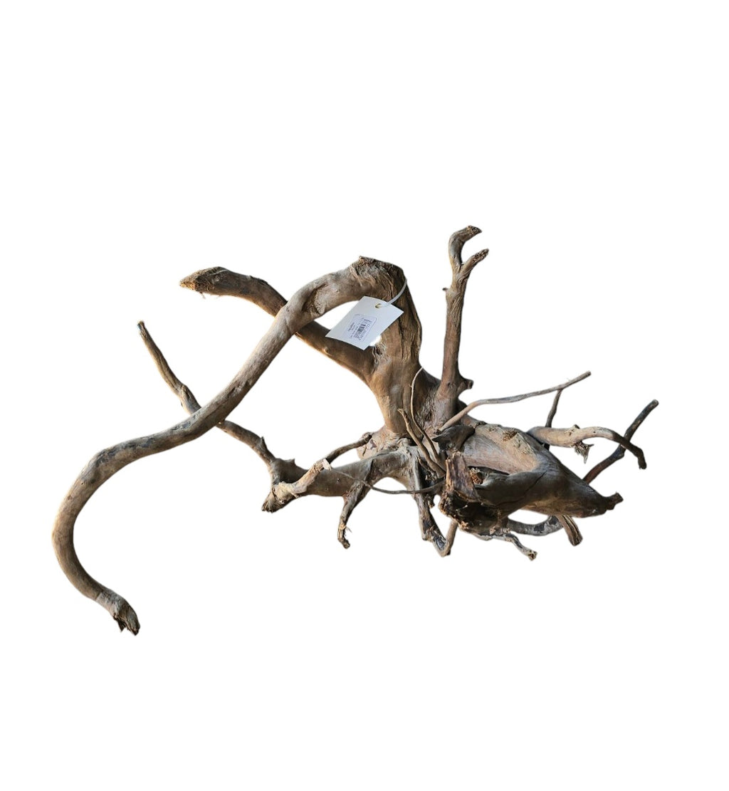 Dunkle Moorwurzel 40-55 cm Nr. 501