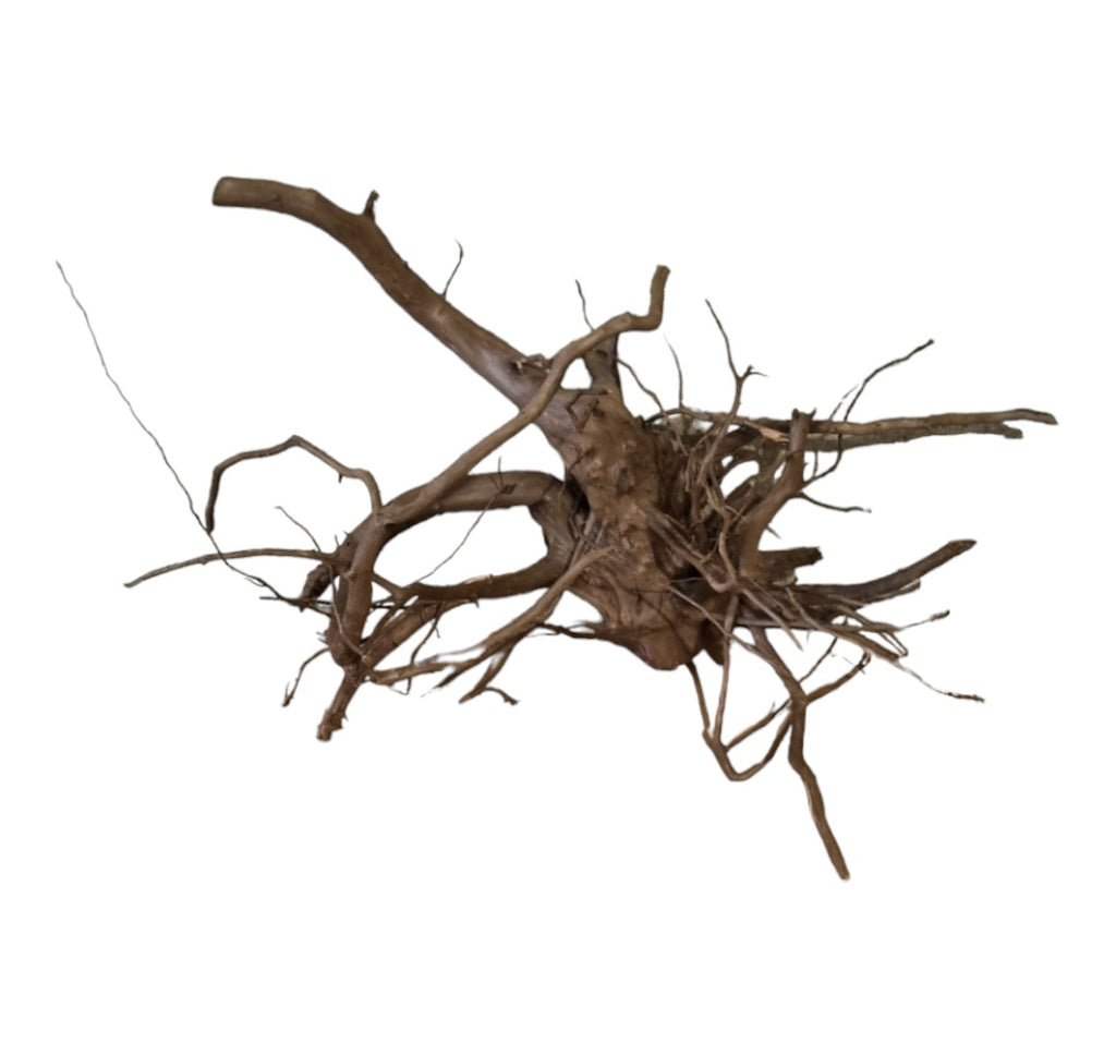 Dunkle Moorwurzel 40-55 cm Nr. 506