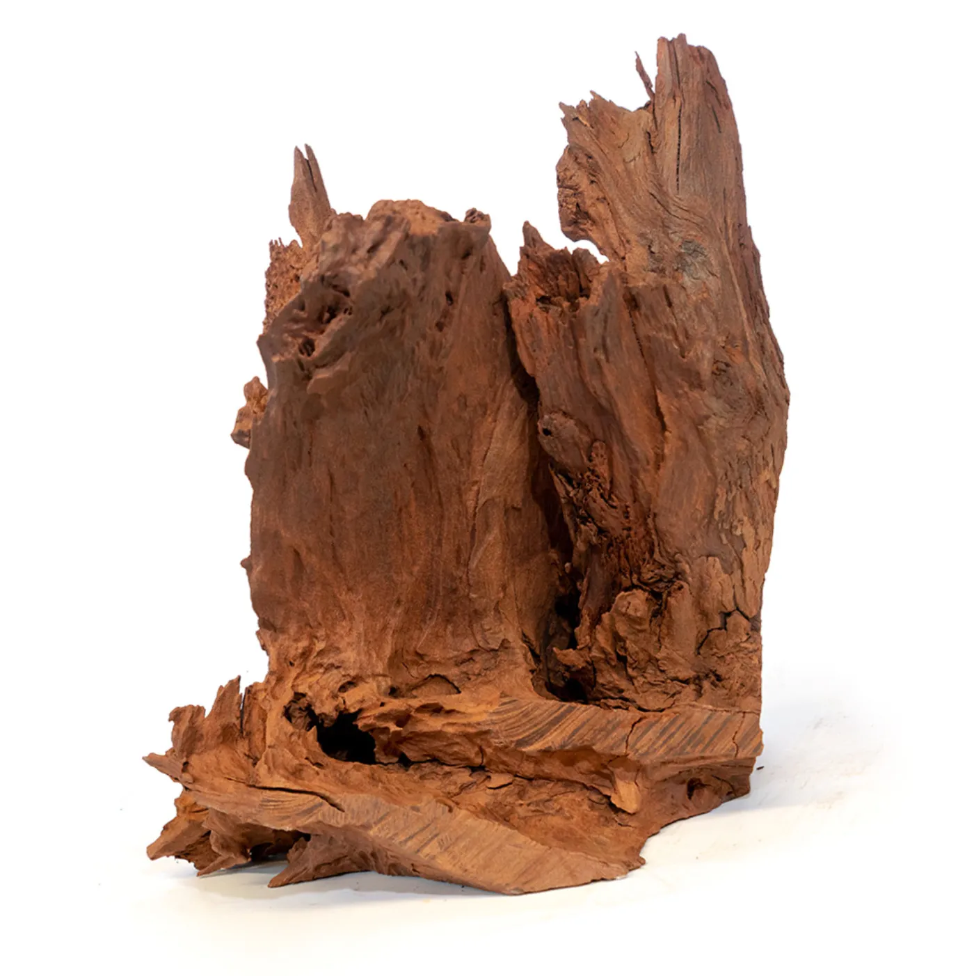 Mangrovenwurzel | Einzelstück, 40-60cm