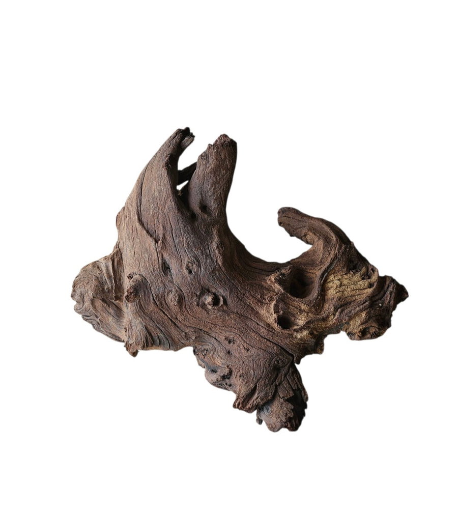 Mopani Wurzel Nr.371